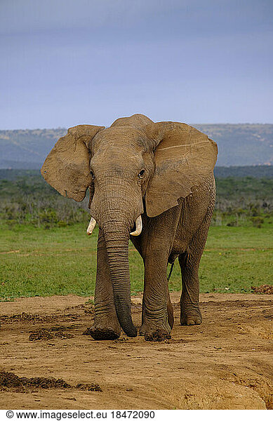 South Africa  Eastern Cape  African bush elephant (Loxodonta africana) looking at camera