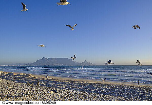 South Africa  Western Cape Province  Flock of seagulls flying over sandy beach with Table Mountain in background