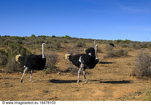 South Africa  Western Cape Province  Ostriches in Little Karoo