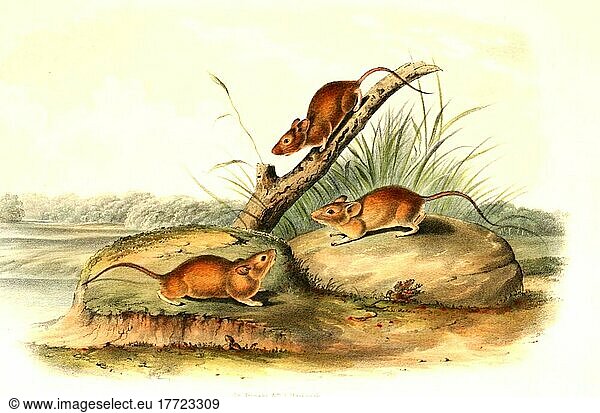South African Dwarf Mouse (Mus) or Orange Dwarf Mouse orangiae  digitally restored reproduction of an original from the 19th century  exact original date unknown