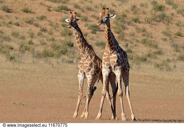 South African giraffes (Giraffa camelopardalis giraffa)  two bulls in fighting position  Kgalagadi Transfrontier Park  Northern Cape  South Africa  Africa.