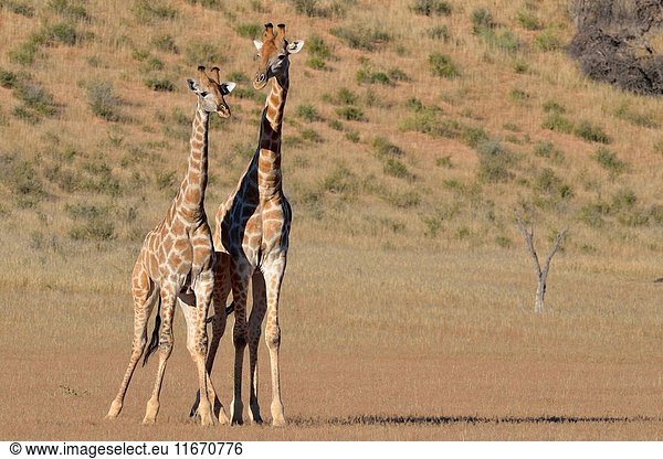 South African giraffes (Giraffa camelopardalis giraffa) two bulls in fighting position Kgalagadi Transfrontier Park Northern Cape South Africa Africa.