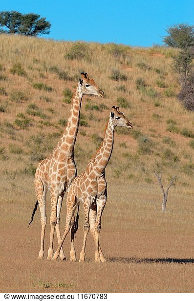 South African giraffes (Giraffa camelopardalis giraffa)  two bulls in fighting position  Kgalagadi Transfrontier Park  Northern Cape  South Africa  Africa.