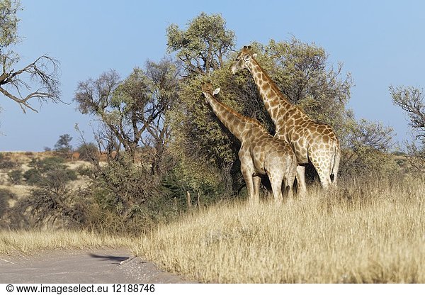 South African giraffes (Giraffa giraffa giraffa) feeding on leaves  Kgalagadi Transfrontier Park  Northern Cape  South Africa  Africa.