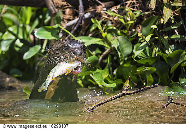 South America  Brasilia  Mato Grosso do Sul  Pantanal  Cuiaba River  Giant otter  Pteronura brasiliensis  with fish