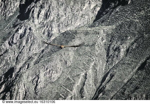 South America  Peru  Colca Canyon  Andean Condor (Vultur Gryphus) flying