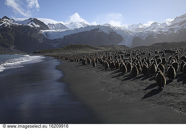 South Georgia  Colony of King Penguins