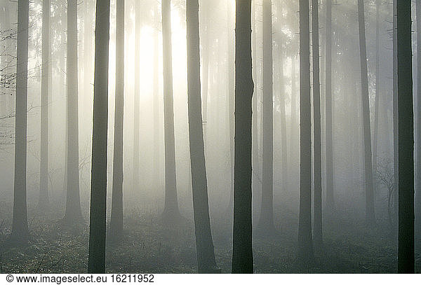 South Germany  trees in autumn mist