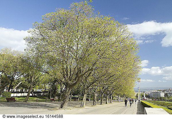 South nettle tree (Celtis australis) Eduardo VII park Lisbon Portugal