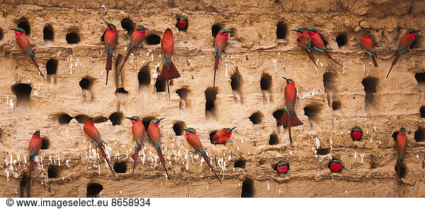 Southern carmine bee-eaters  South Luangwa National Park  Zambia  Merops nubicoides