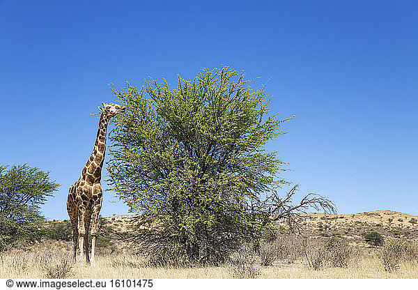 Southern Giraffe (Giraffa giraffa). Aged male  feeding on a grey camelthorn tree (Acacia haematoxylon). Kalahari Desert  Kgalagadi Transfrontier Park  South Africa.