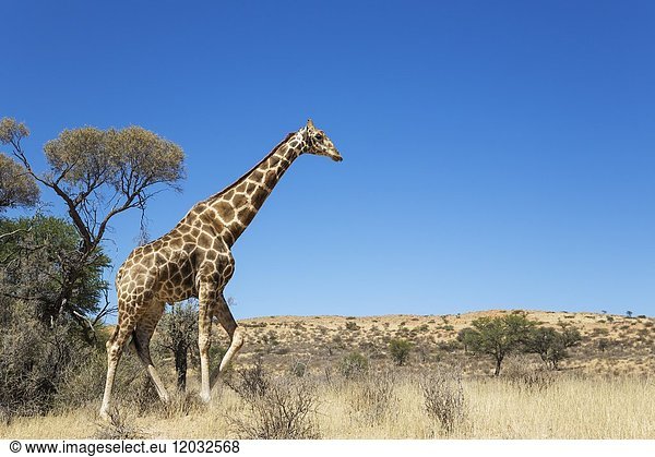 Southern Giraffe (Giraffa giraffa). Aged male. Kalahari Desert  Kgalagadi Transfrontier Park  South Africa.