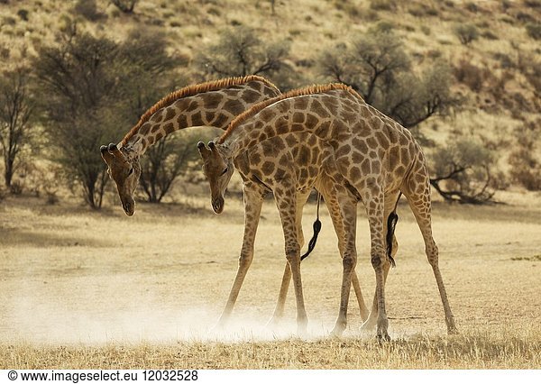 Southern Giraffe (Giraffa giraffa). Fighting males in the dry Auob riverbed. Kalahari Desert  Kgalagadi Transfrontier Park  South Africa.