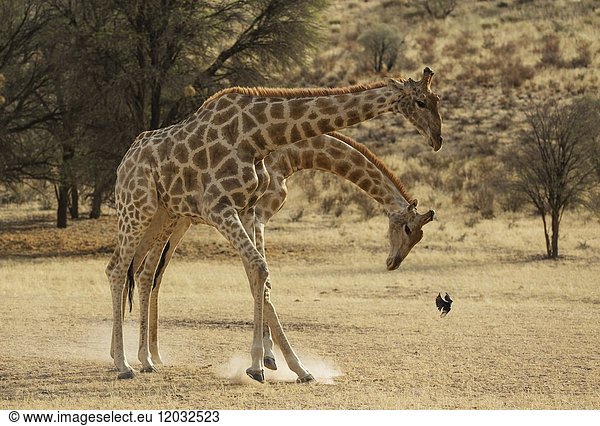 Southern Giraffe (Giraffa giraffa). Fighting males in the dry Auob riverbed. The startled bird is a Fork-tailed Drongo (Dicrurus adsimilis). Kalahari Desert  Kgalagadi Transfrontier Park  South Africa.