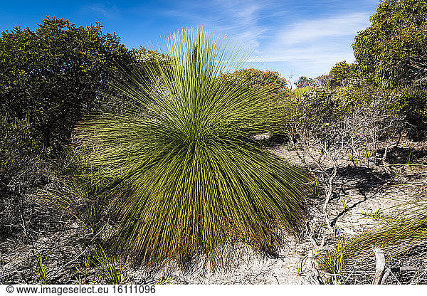 Southern grasstree (Xanthorrhoea australis)