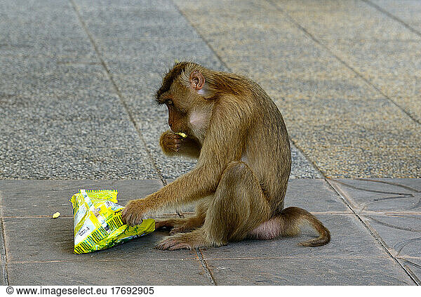 Southern Pig-tailed macaque eating in a road - Malaysia