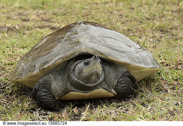 Southern River Terrapin (Batagur affinis) at three years old Southern ...