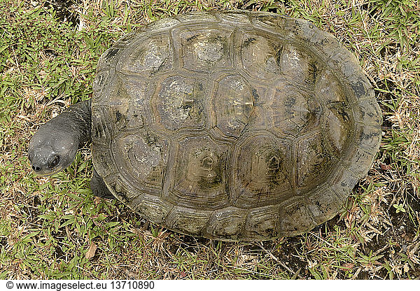 Southern River Terrapin (Batagur affinis) at three years old Southern ...