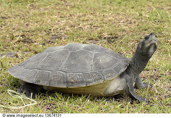 Southern River Terrapin (Batagur affinis) at two years old Southern ...