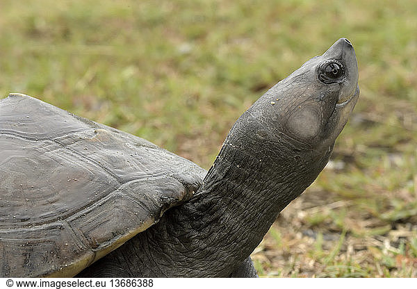 Southern River Terrapin (Batagur affinis) at two years old Southern ...