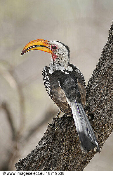 Southern Yellow-billed Hornbill (Tockus leucomelas)  Okaukuejo  Etosha National Park  Kunene Region  Namibia