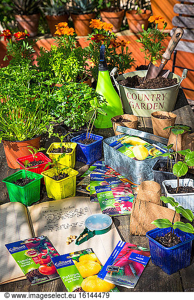 Sowing table  Vegetable garden  Provence  France