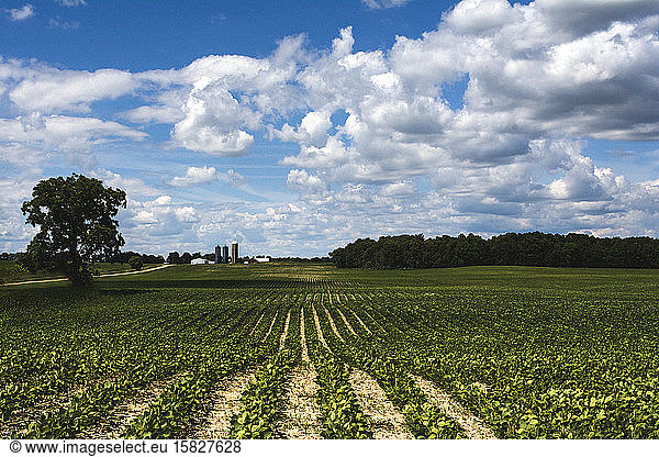 Soybean Field in Early Summer under a Cloud Filled Sky