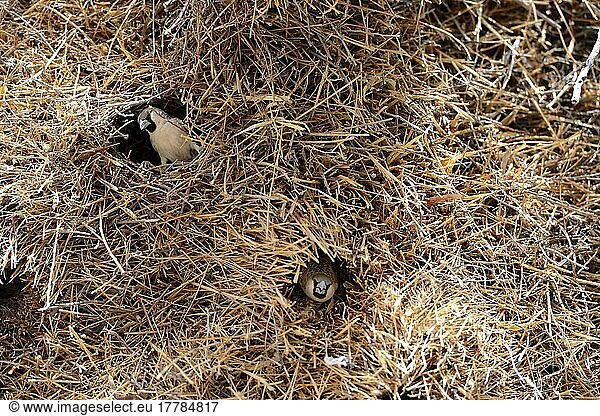 Soziabelweber (Philetairus socius) schaut aus dem Nest  Vogelnestkolonie im Baum  Etosha National Park  Namibia  Afrika