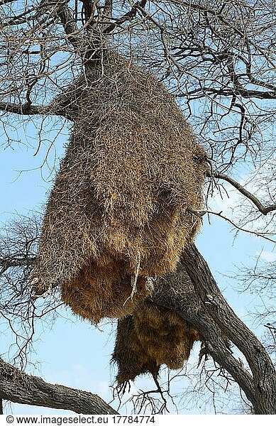 Soziabelweber (Philetairus socius) Vogelnestkolonie im Baum  Etosha National Park  Namibia  Afrika