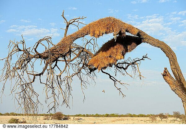 Soziabelweber (Philetairus socius) Vogelnestkolonie im Baum  Trockenzeit  Etosha National Park  Namibia  Afrika