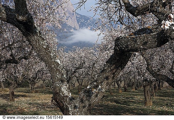 Spain,  Aragon,  Huesca,  Riglos,  cherry trees and almond trees in bloom in an agricultural plain