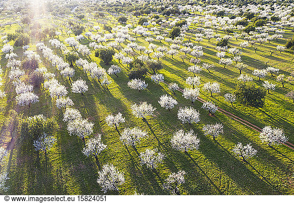 Spain,  Balearic Islands,  Bunyola,  Aerial view of almond trees in springtime orchard at dawn