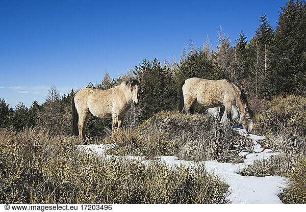Spain  Andalusia  Granada  Andalusian wild horses grazing in snow