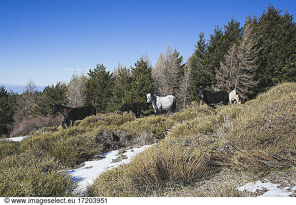Spain  Andalusia  Granada  Andalusian wild horses in snow