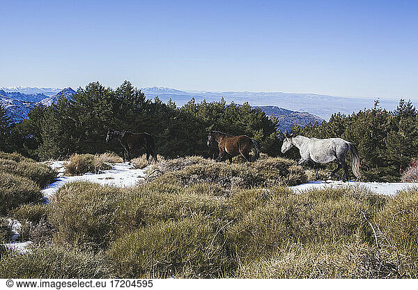 Spain  Andalusia  Granada  Andalusian wild horses in snow