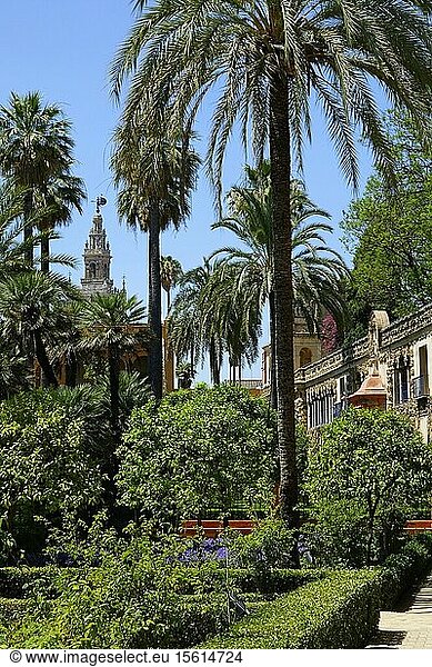 Spain  Andalusia  Sevilla  Réal Alcazar  listed as World Heritage by UNESCO  garden