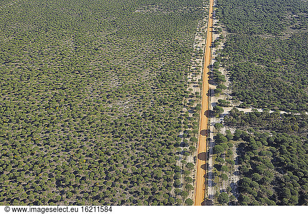 Spain  Andalusia  View of pine forest