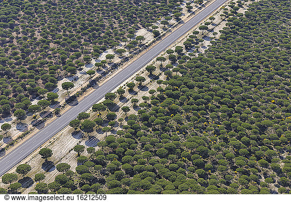 Spain  Andalusia  View of road through pine forest