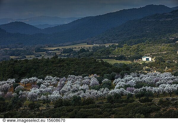 Spain  Aragon  Huesca  Aguero  cherry trees and almond trees in bloom in an agricultural plain