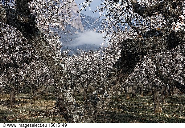 Spain Aragon Huesca Riglos cherry trees and almond trees in bloom in an agricultural plain