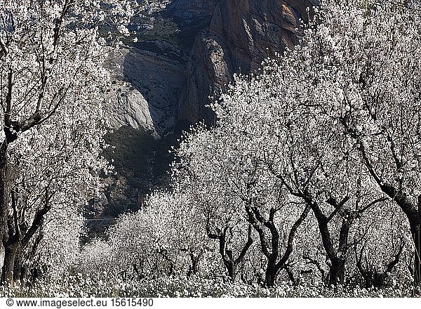 Spain  Aragon  Huesca  Riglos  cherry trees and almond trees in bloom in an agricultural plain