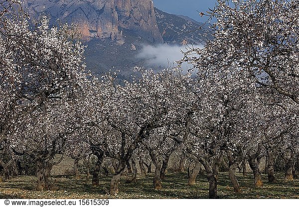 Spain  Aragon  Huesca  Riglos  cherry trees and almond trees in flower at the foot of eroded cliffs