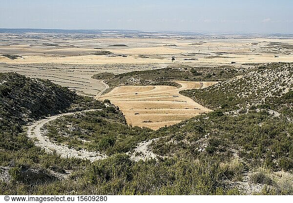 Spain  Aragon  province of Huesca  wheat fileds around Valfarta