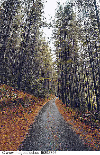 Spain  Asturias  Cantabria  Road through forest in Potes