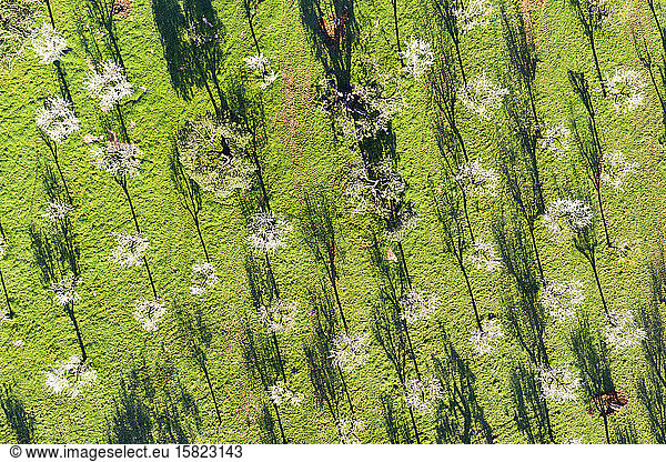 Spain  Balearic Islands  Alaro  Aerial view of almond and olive trees in springtime orchard