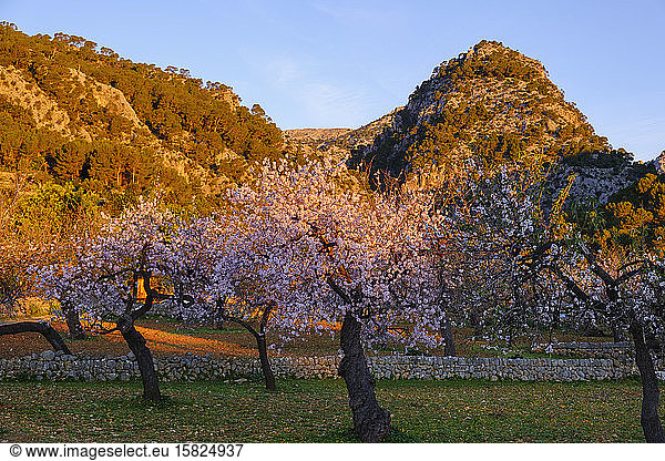 Spain  Balearic Islands  Almond trees in springtime orchard of Serra de Tramuntana at dawn