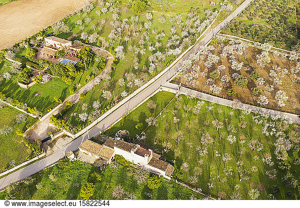 Spain Balearic Islands Caimari Aerial view of olive and almond trees blooming in springtime orchard