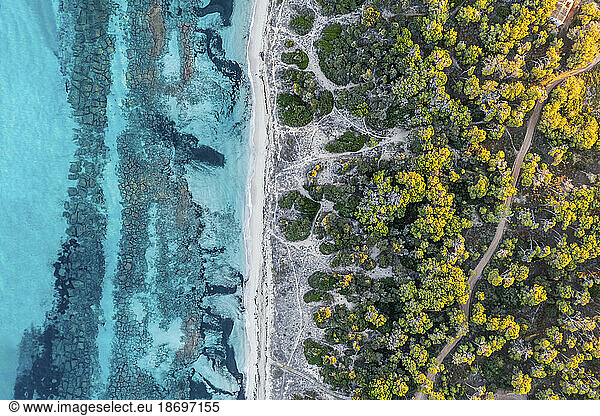 Spain  Balearic Islands  Formentera  Drone view of beach and coastal trees