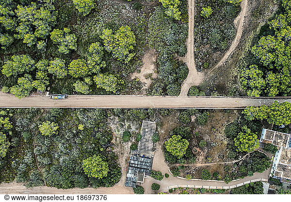 Spain  Balearic Islands  Formentera  Drone view of trees surrounding empty road