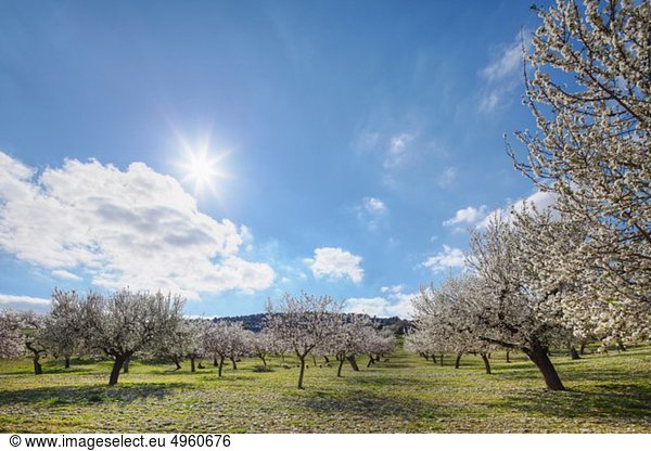 Spain  Balearic Islands  Majorca  Montuiri  View of blooming almond trees